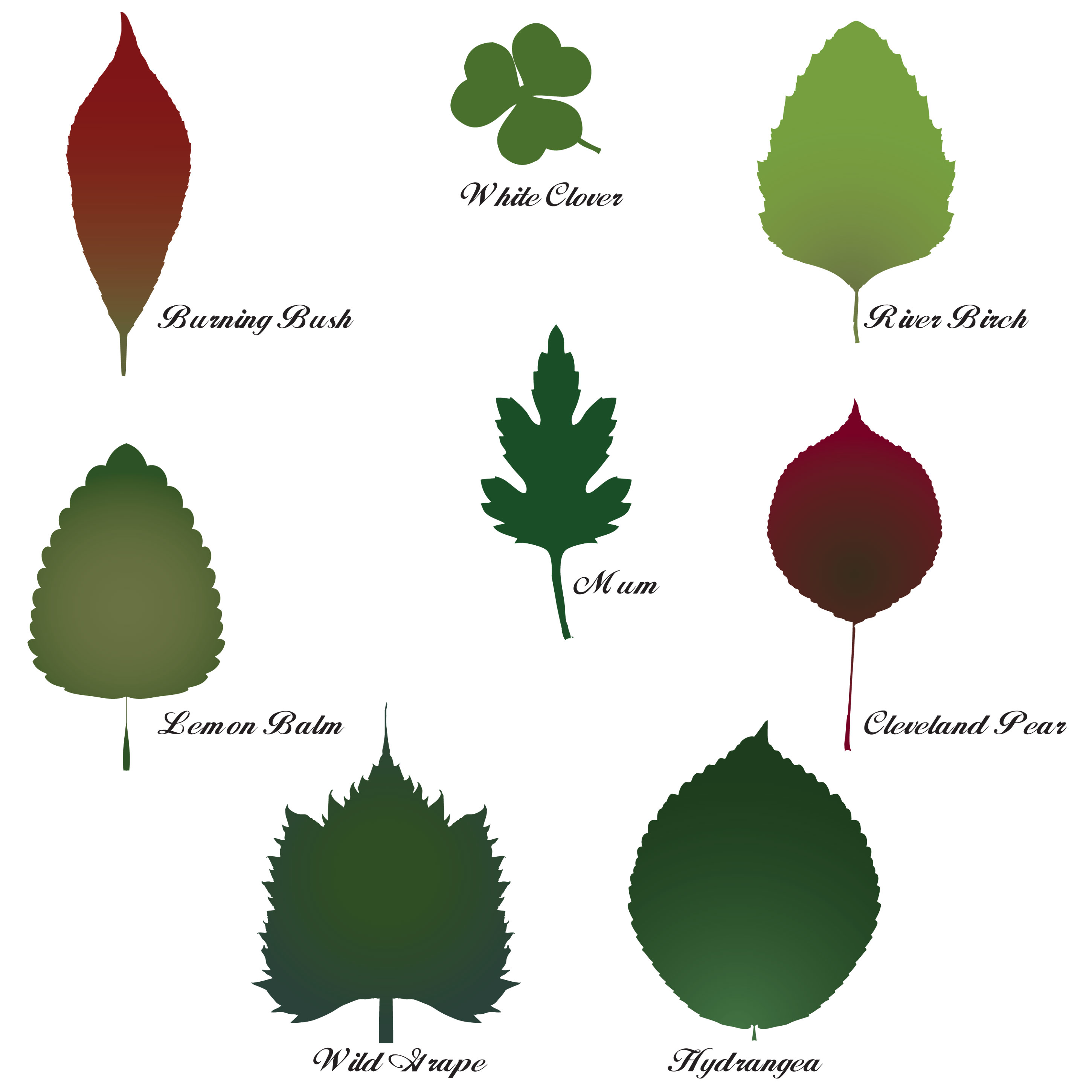 identification of leaves by shape