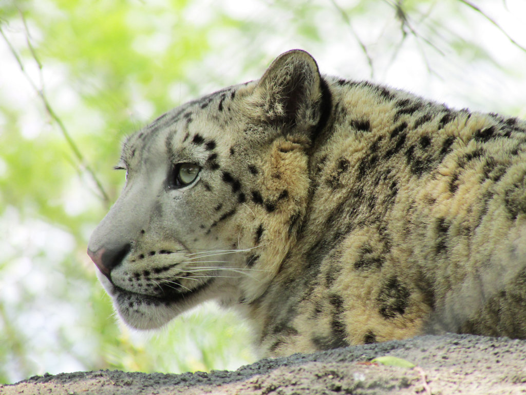Snow leopard at the zoo