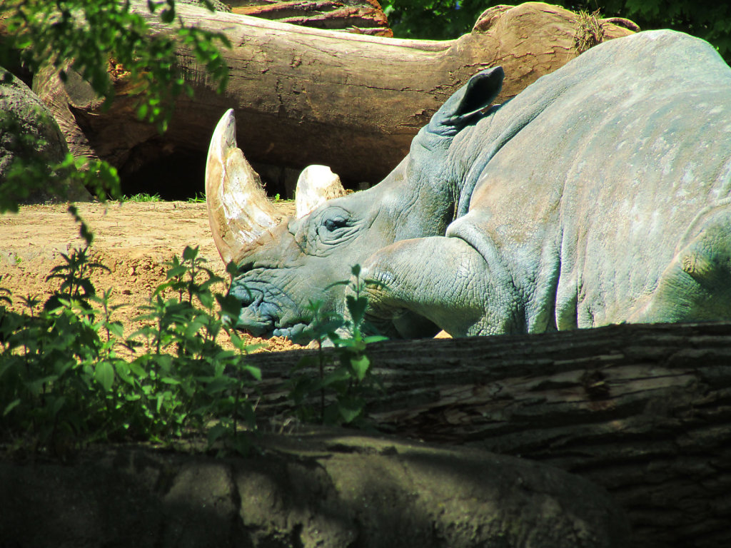 Baby blue rhino resting in the sun