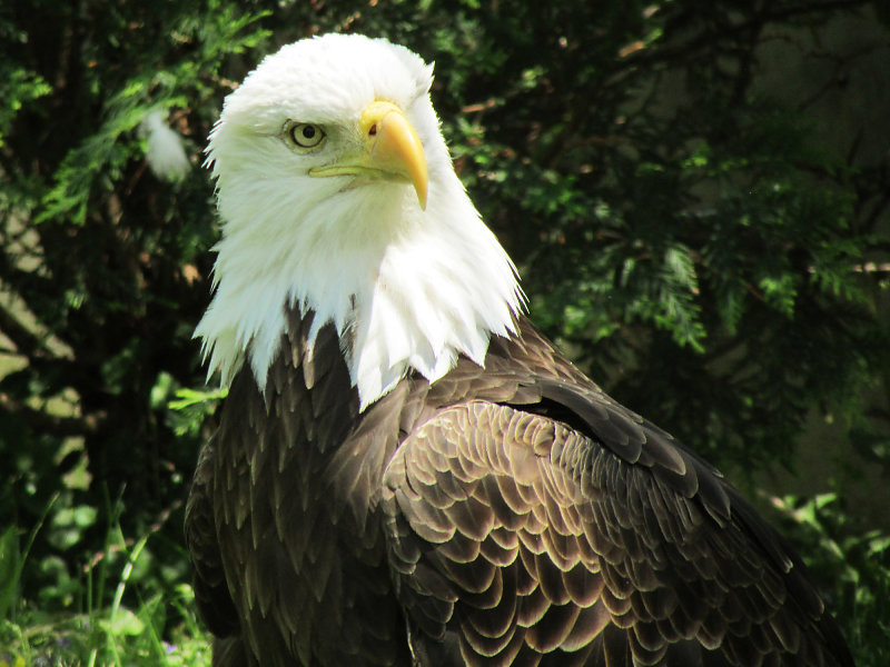 Bald Eagle at Zoo Free stock photos, images & illustrations