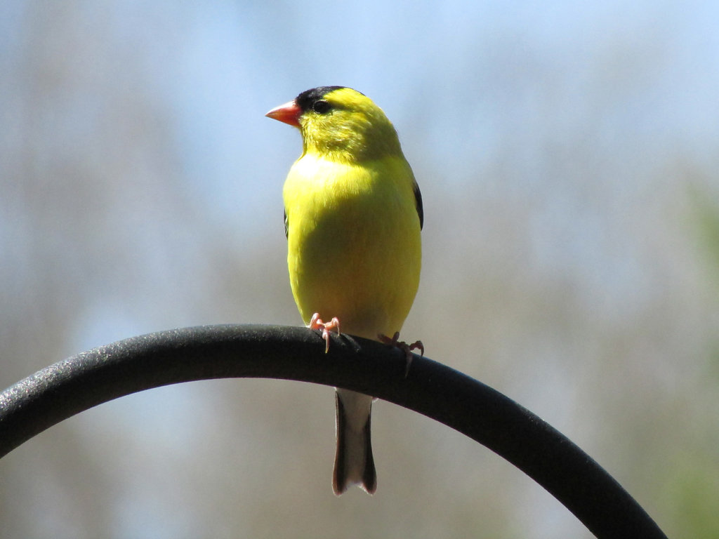 American yellow finch perched on an iron structure