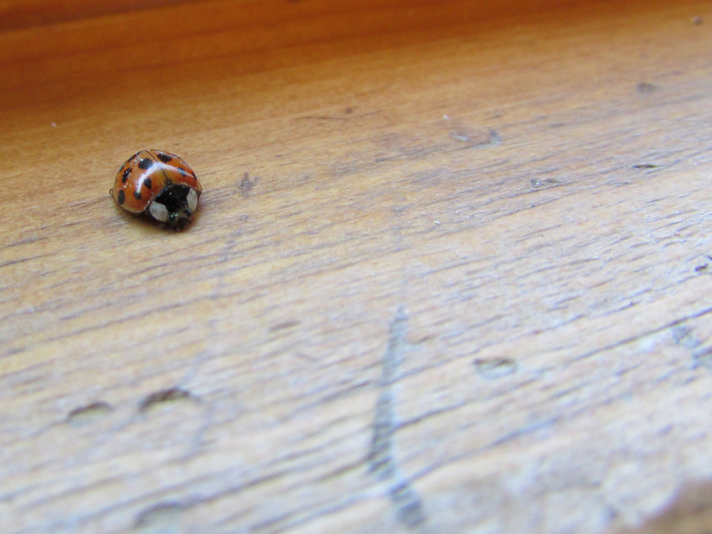 Picture of lady bug on wooden surface