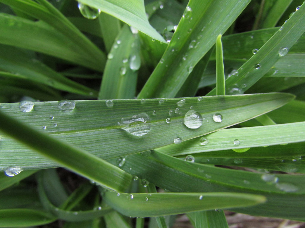 Lily leaves with rain drops on the leaf of the plant