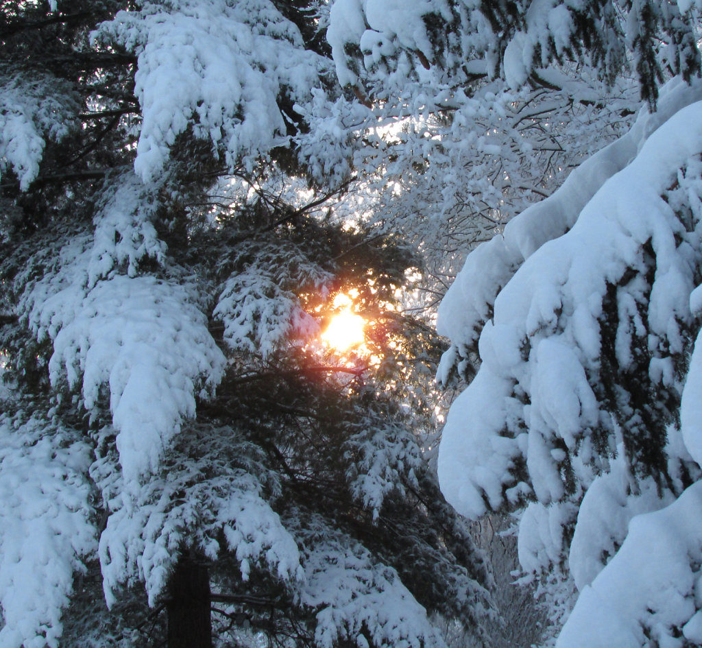 Sun peeking through snow covered trees.
