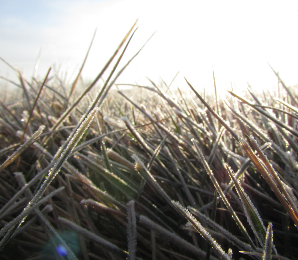 picture of grass blades with morning frost ice crystals