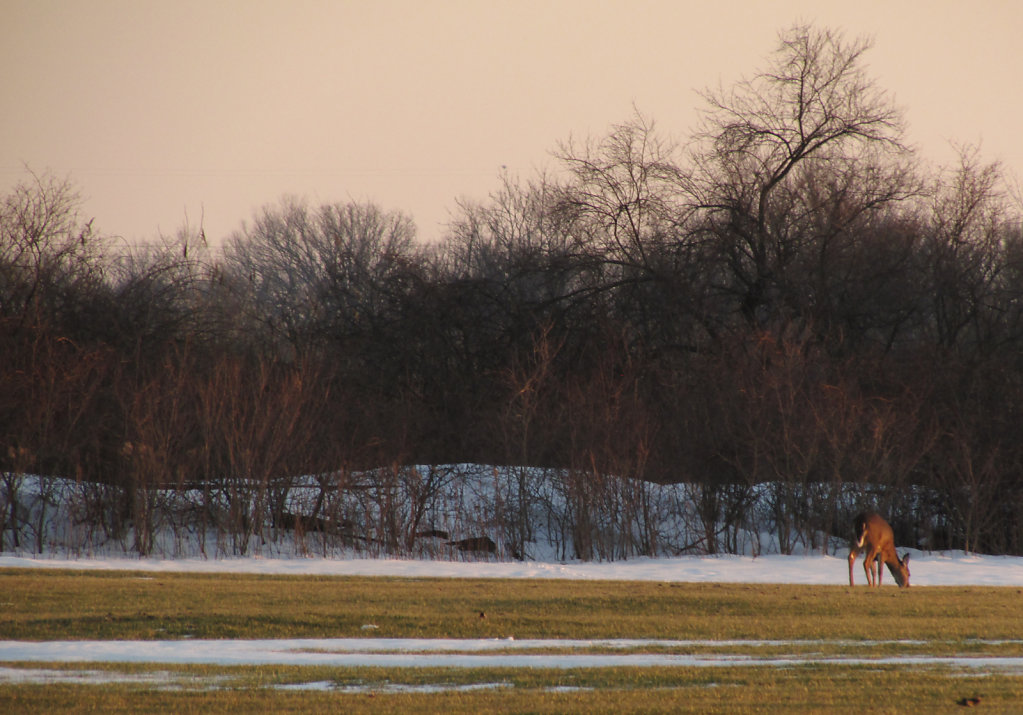 Winter scene with a deer grazing 