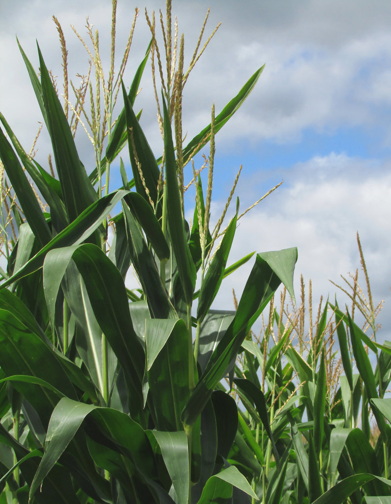 Picture of corn stalk