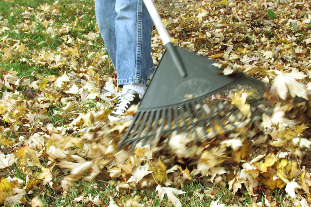 Fall leaf raking
