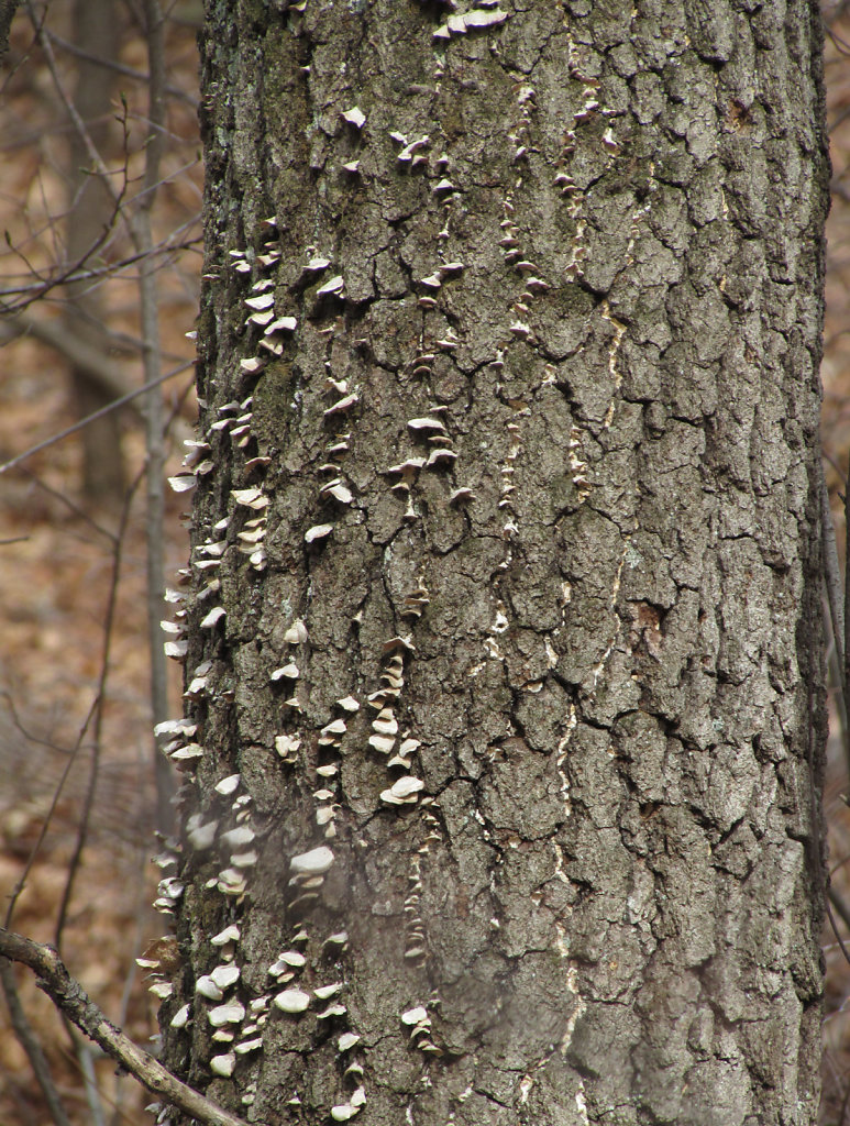 Tree trunk with fungus growing on the bark