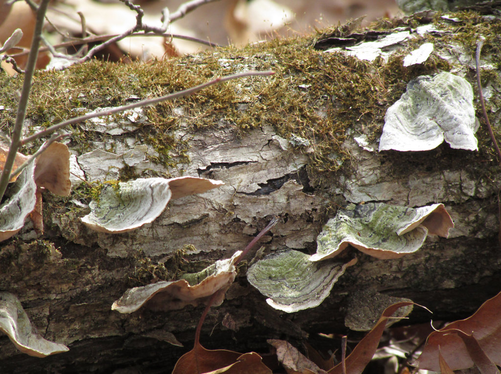 Moss and fungi on a log