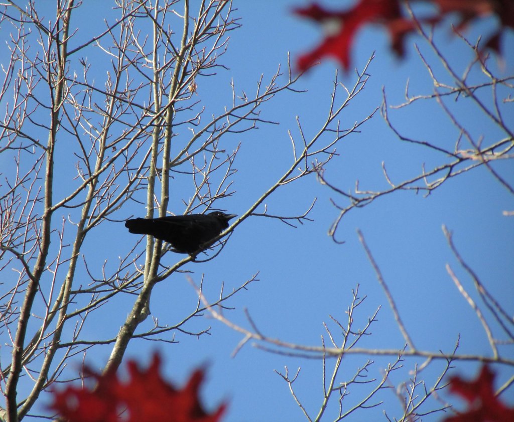 Black bird on a branch