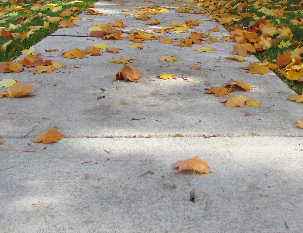 leaves on a sidewalk