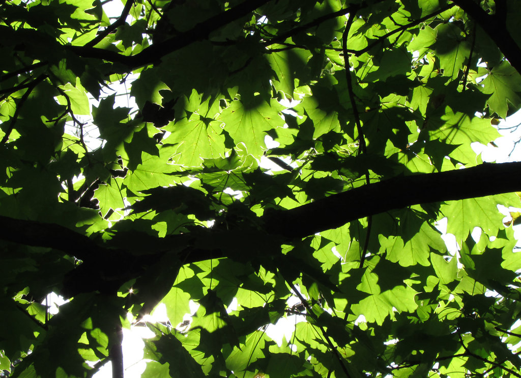 vibrant green maple leaves