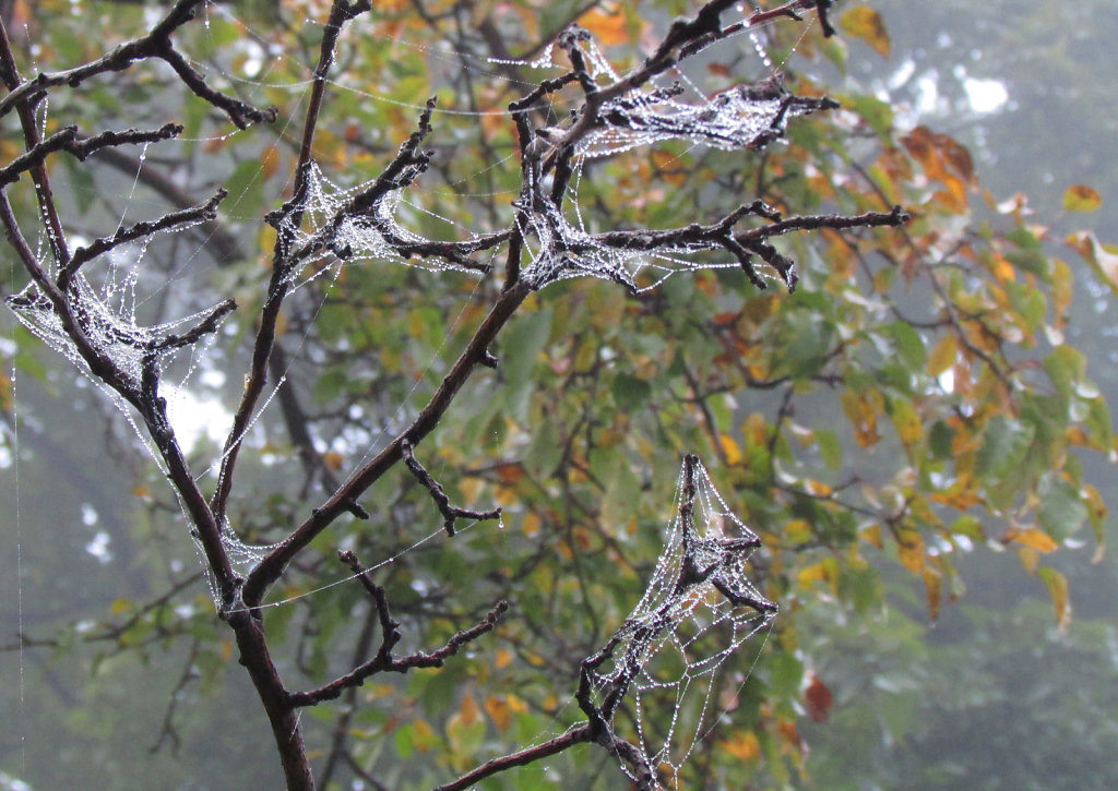 Spiderwebs on tree branches