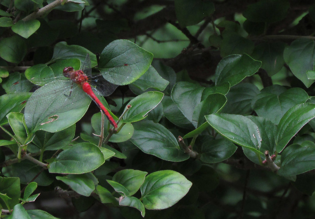Red dragonfly on glossy green leaves