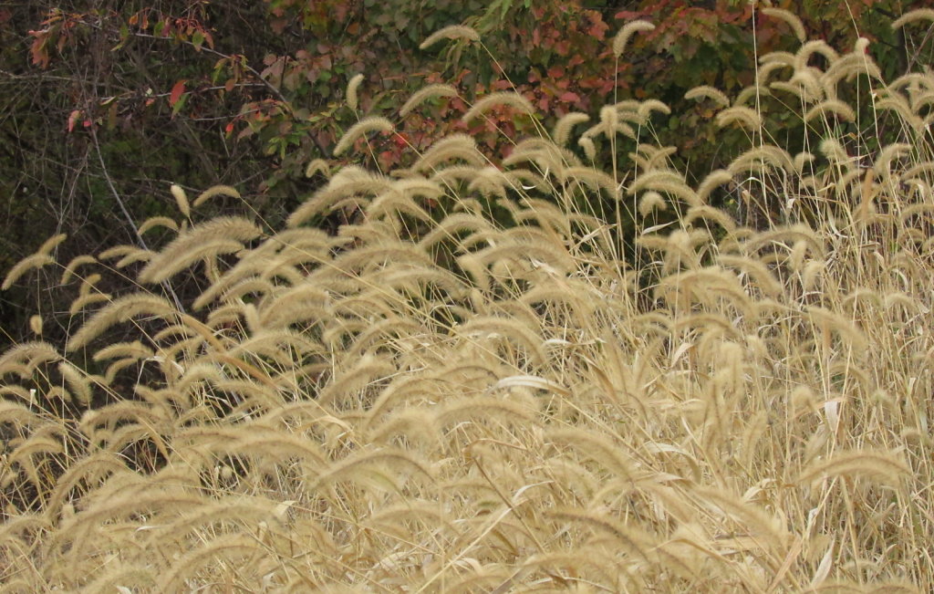 Picture of wild grass with seed heads