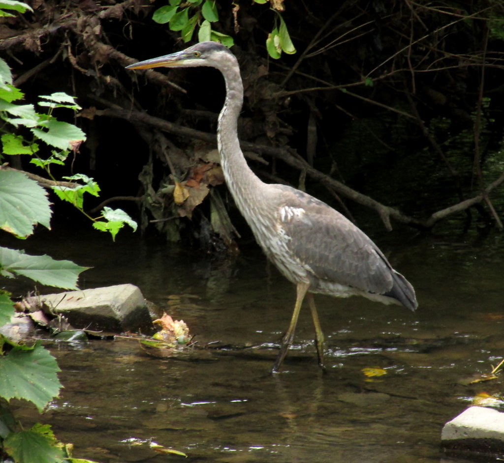 Crane in a creek stock image
